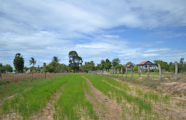 Adapted System of Rice Intensification (SRI) principles in Kampong Chhnang