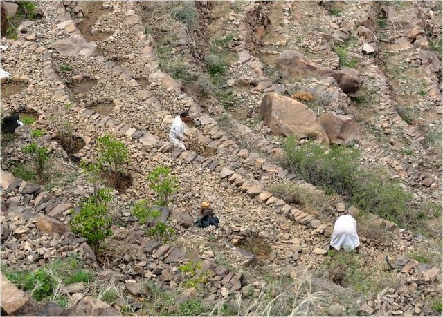 Building and rehabilitation of agricultural terraces.