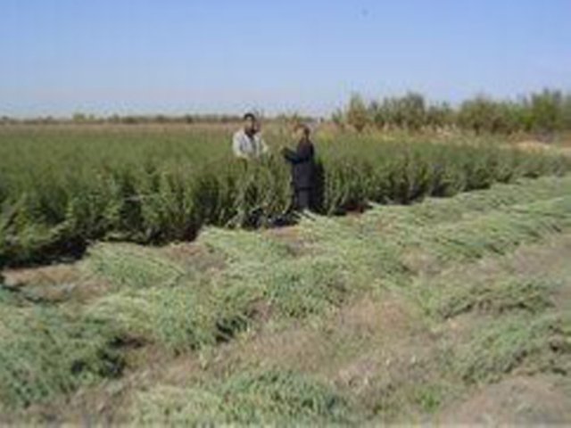 Cultivation of  Indigofera (Indigofera tinctoria) to restore marginal lands and to increase local communities incomes