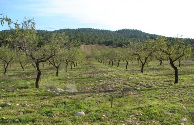 Reduced tillage of almonds and olives