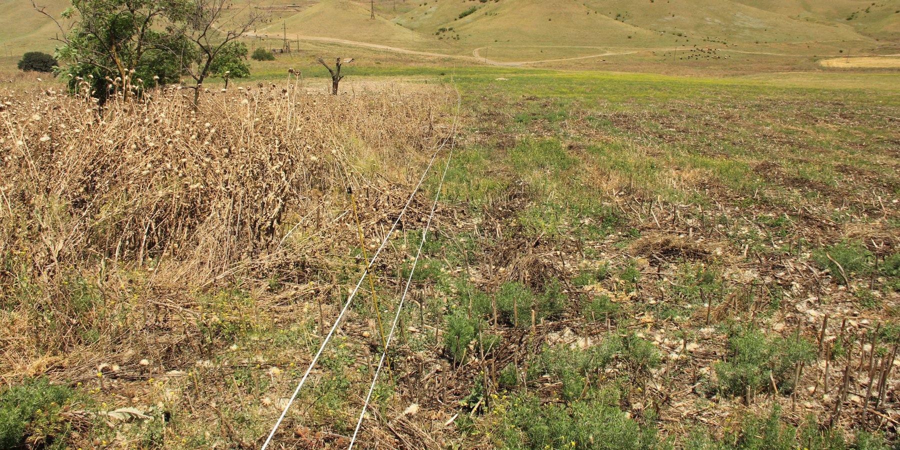 Regeneration of a degraded pastureland in Kasristskali that is part of a rotational grazing system (paddock system). Left side of the fence: degraded pastureland. Right side of the fence: managed paddock after the first mowing.