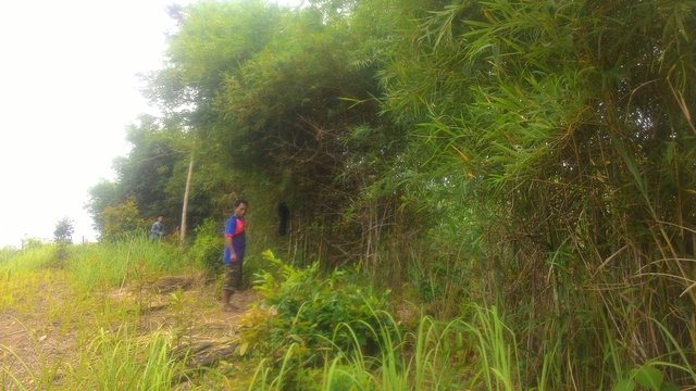 Planting bamboo for fencing and wind protection