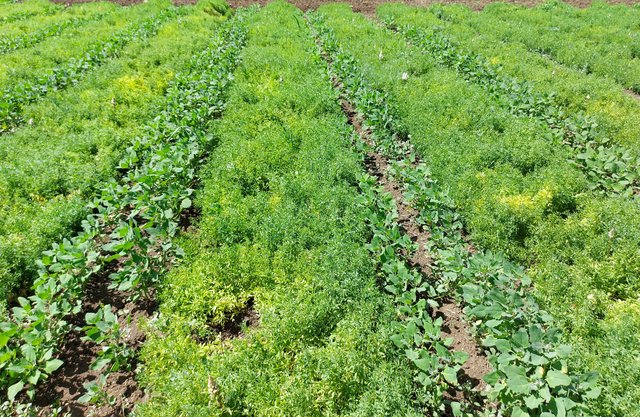 Diversified Cropping System: Relay Intercropping of Lentil with Quinoa