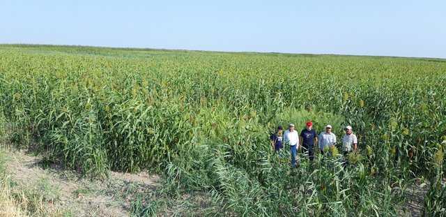 Введение сахарного сорго в рисовые севообороты для восстановления деградированных засоленных земель и диверсификации сельскохозяйственного производства