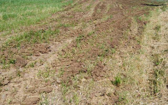 Pasture manuring (application of manure from shelter)