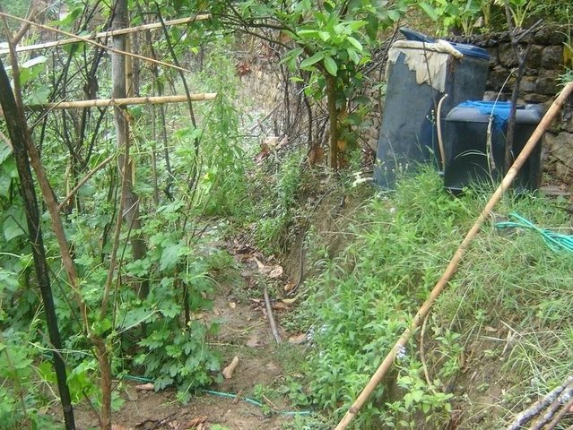 Urine application through drip irrigation for bitter gourd production