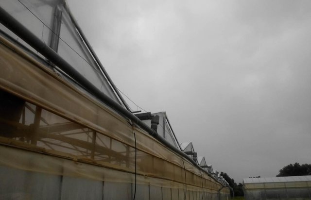 Rainwater harvesting for greenhouse irrigation