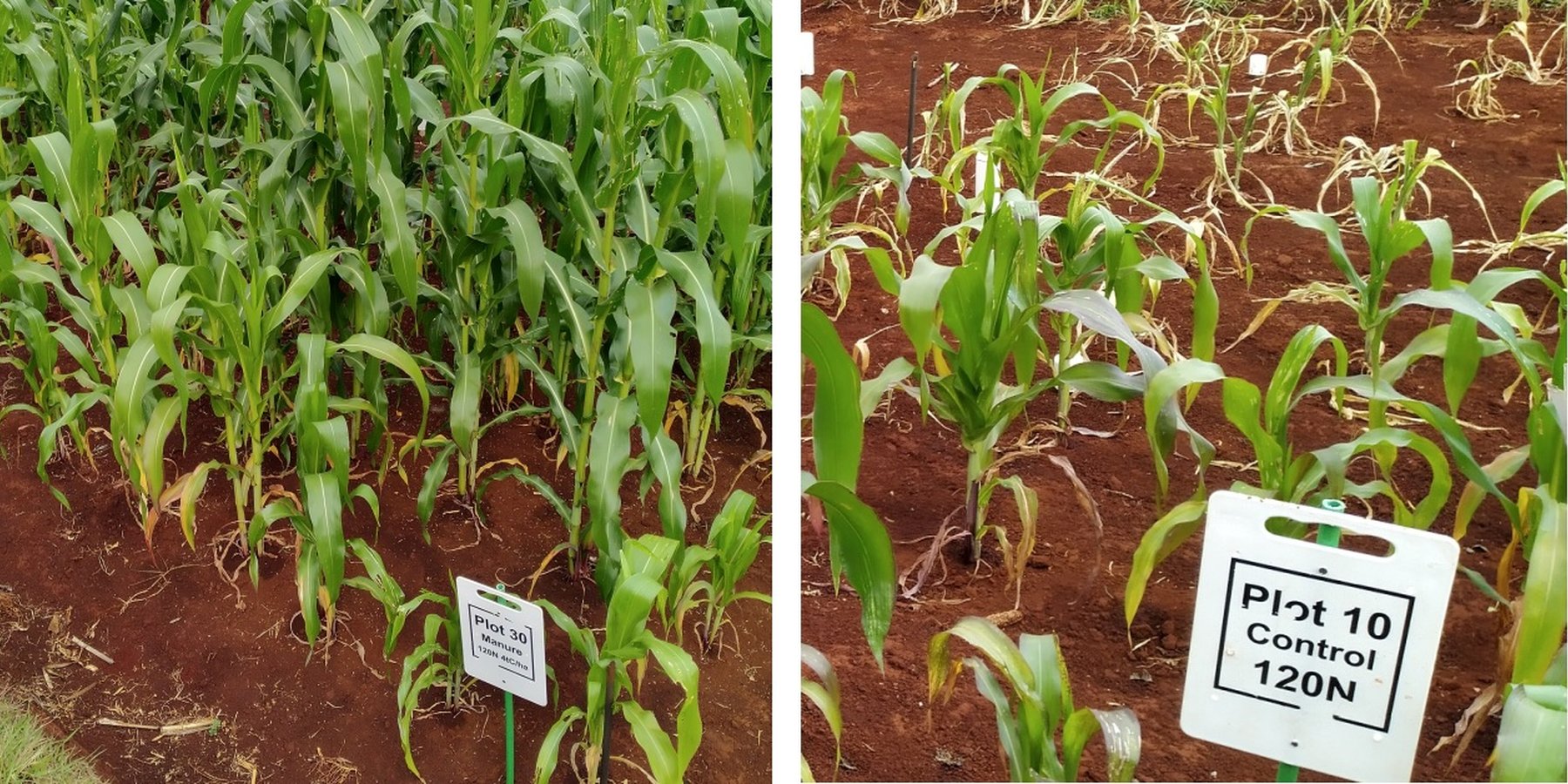 Maize under integrated manure and mineral N application (left) versus sole mineral N application in Embu (Jan 2022)