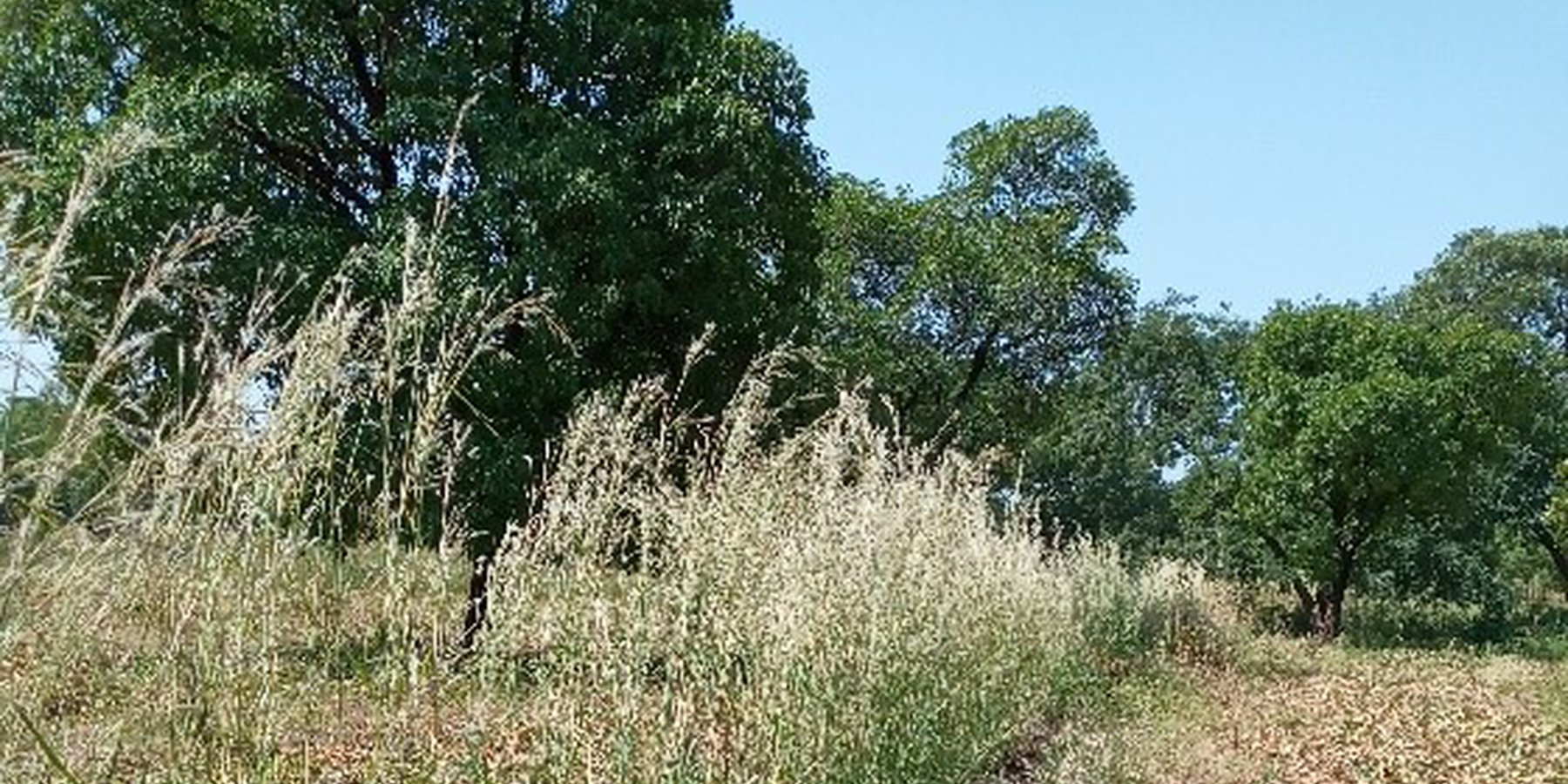 Revegetation of stone bunds with Andropogon sp in the village of Tiarako