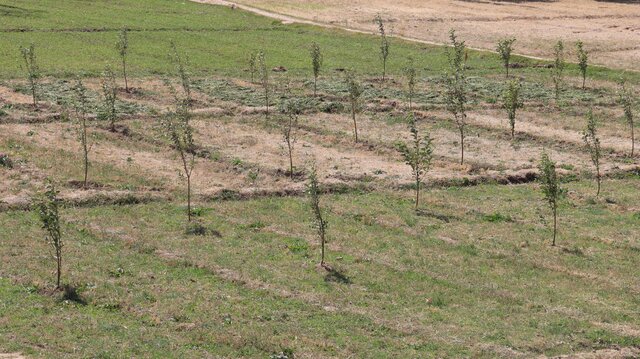 Agroforestry to improve soil fertility, water retention, and sustainable income for local communities