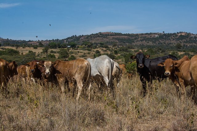 Lolldaiga Hills Ranch: Rotational Grazing and Boma-Based Land Reclamation