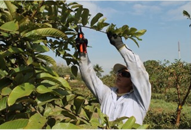 Agronomic management recommendations for guava fruit trees (Psidium guajava)