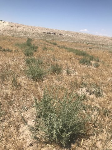 Sustainable pasture improvement in the arid and semiarid lands of Turkiye