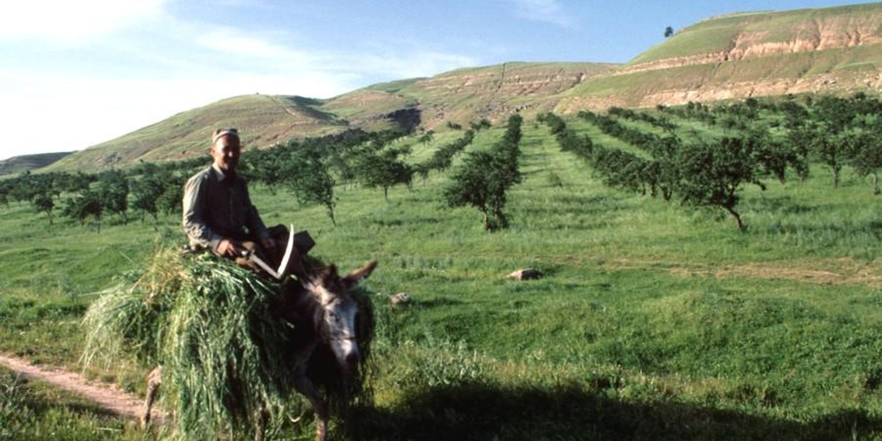 Farmer bringing fodder home from the field: grass is cut between the fruit trees