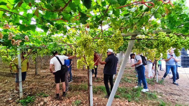 Organic Farming of Table Grapes