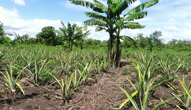 Intercropping Bananas and Pineapple for Optimal Land Utilisation