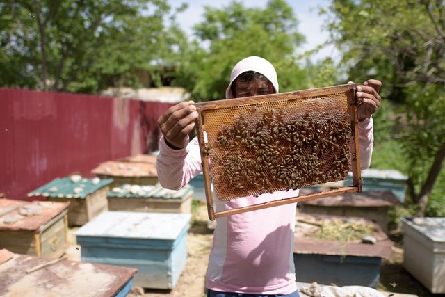 Improving productivity of fruit trees  through development beekeeping sector