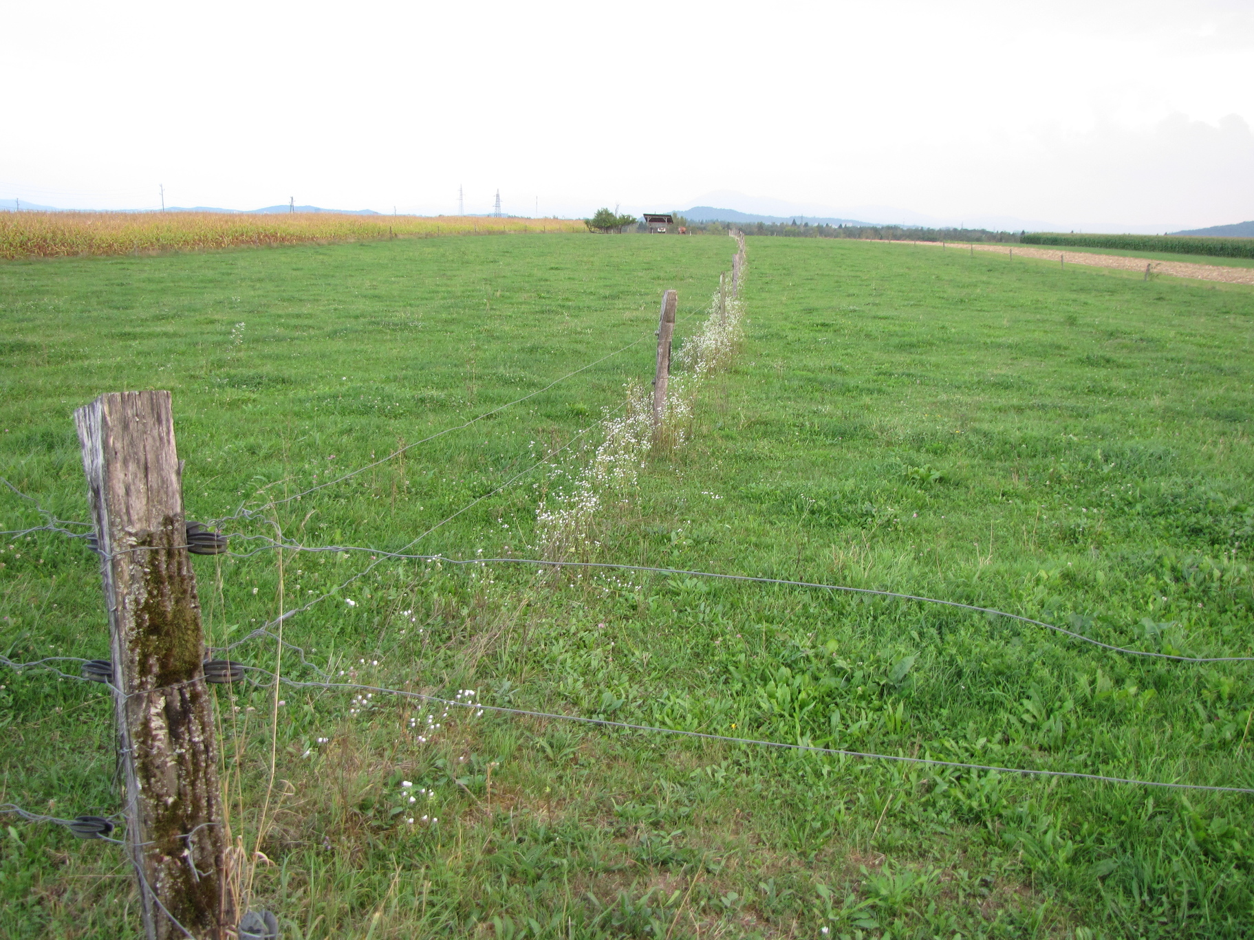 Former drought exposed fields converted to grazing pastures