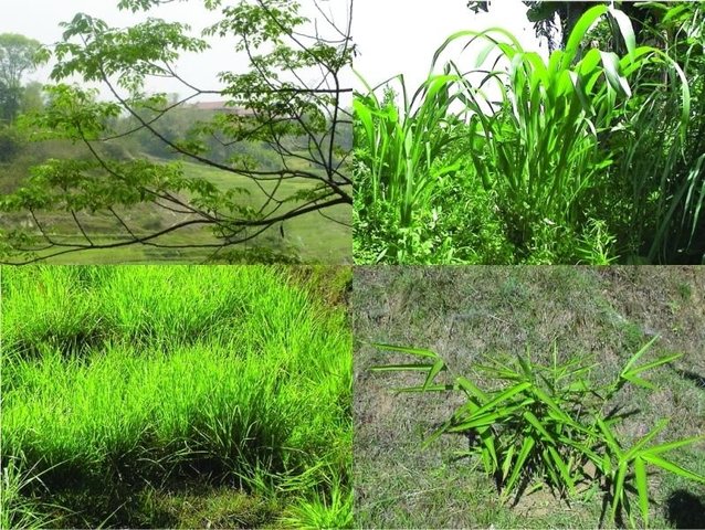 Cultivation of fodder and grasses