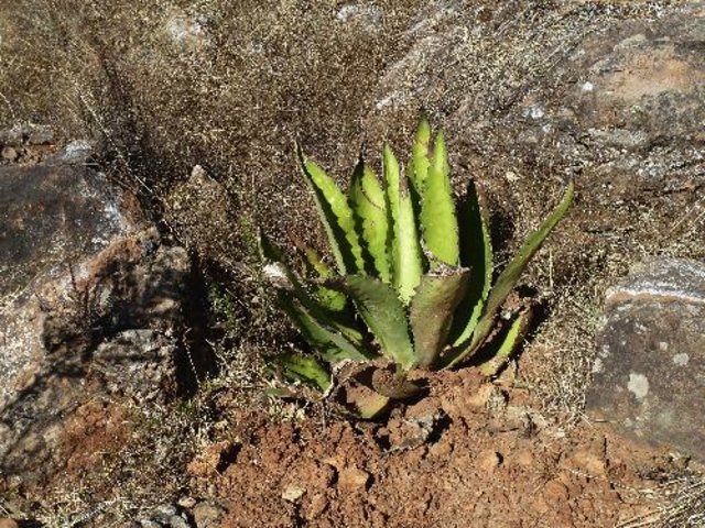 Land reclamation by agave forestry with native species