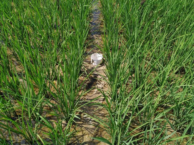 Alternate wetting and drying (AWD) method in rice cultivation