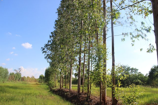 Planting Eucalyptus on rice bunds to lower saline groundwater