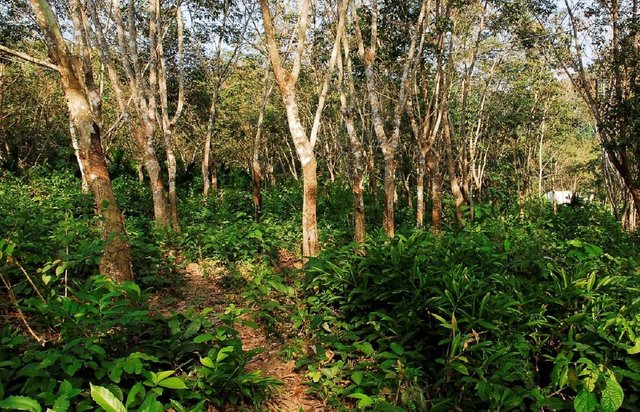 Integrating native trees in rubber monocultures