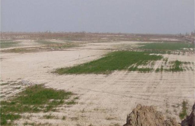 Afforestation for rehabilitation of degraded irrigated croplands (CACILM)