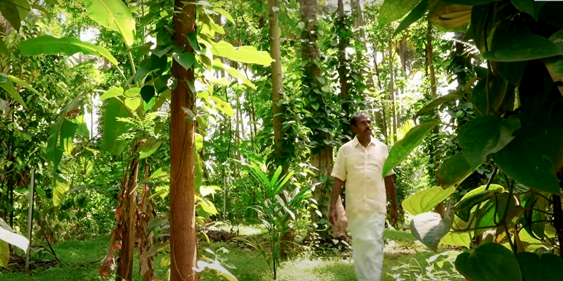 Valluvan walking through his multi-storey food forest, once a struggling coconut monoculture plantation.