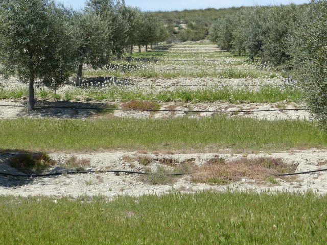 Cover crops on olive orchards