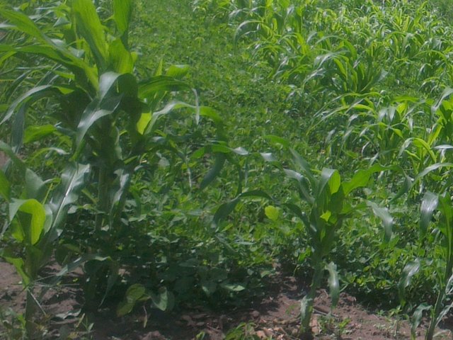 Intercropping Maize and Ground Nuts for Optimum Land Utilisation, Increased  Food Production, Household Income and Food Security