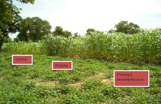 Effect on yields of priming and of the combination microfertilization & priming compared to control plot