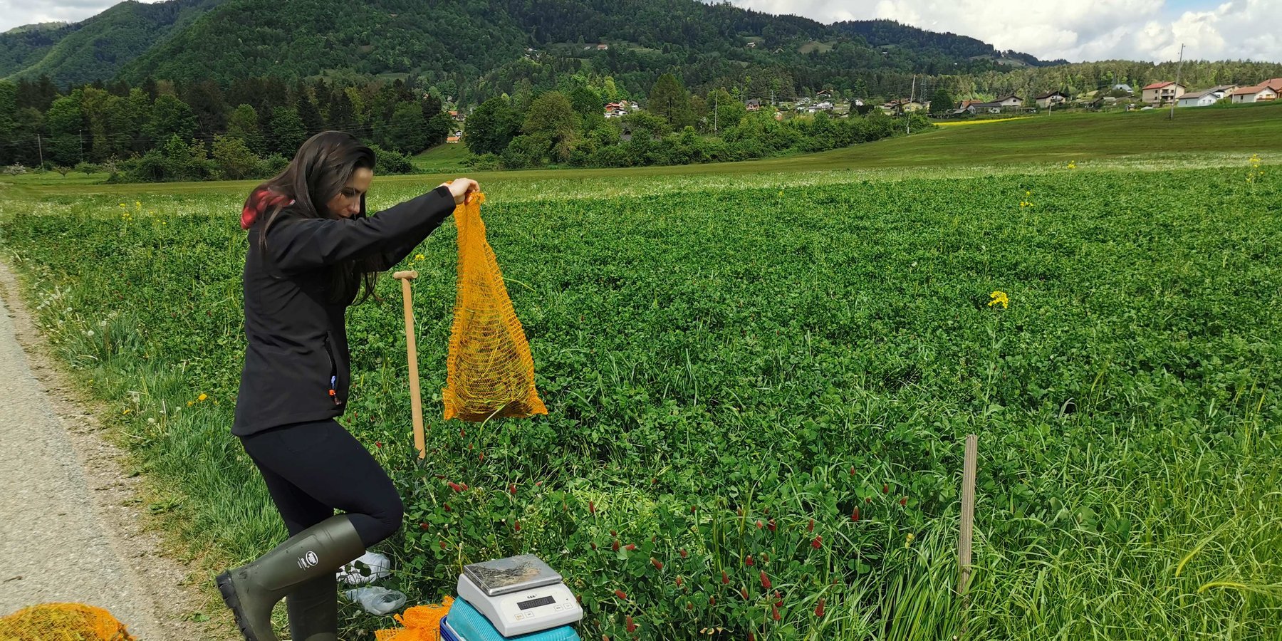Trial with crimson clover (Trifolium incarnatum) as a winter cover crop for nitrogen supply