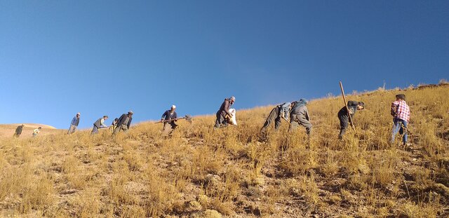 Reseeding local fodder species in Bamyan rangelands using indigenous and scientific methods