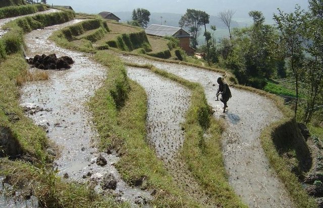 Traditional irrigated rice terraces