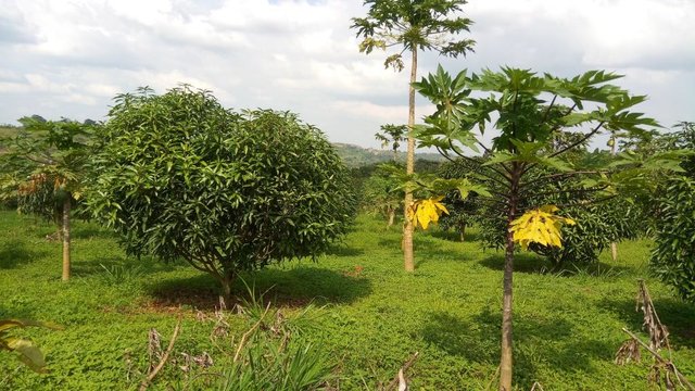 Mango and paw-paw fruit tree growing