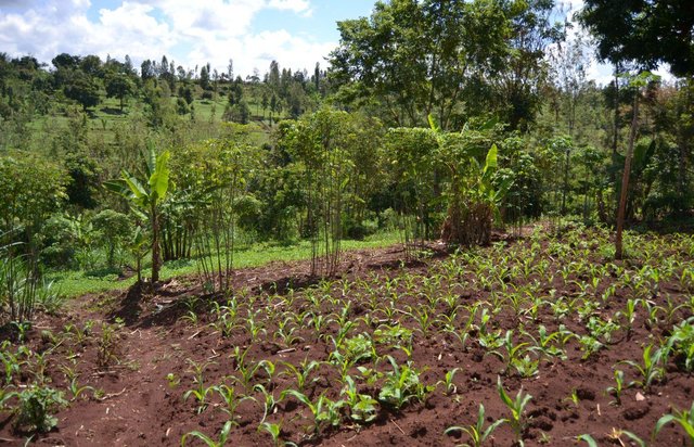 Agroforestry system (intercropping beans/maize) with contour ditches, strips of Napier grass, manure and organic fertilizers.