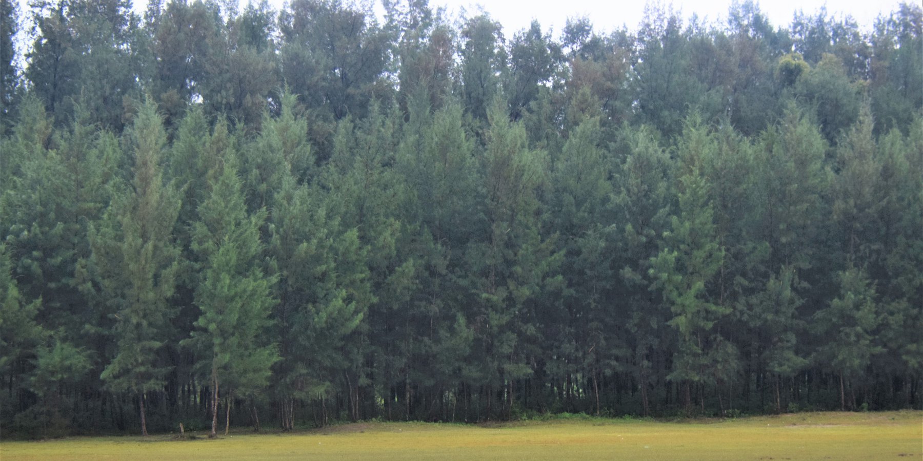 Greenbelt plantation with Jhau (Casuarina equisetifolia)