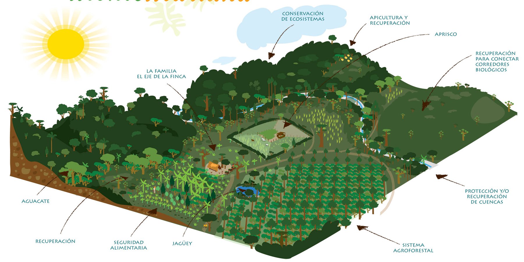 Ilustración de las tecnologias de manejo sostenible de la tierra que componen el modelo de Finca Montemariana. El Sistema Agroforestal que describimos a continuación es una de estas tecnologías.