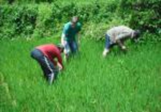 Promotion of Sesbania species(as green manures for rice cultivation)