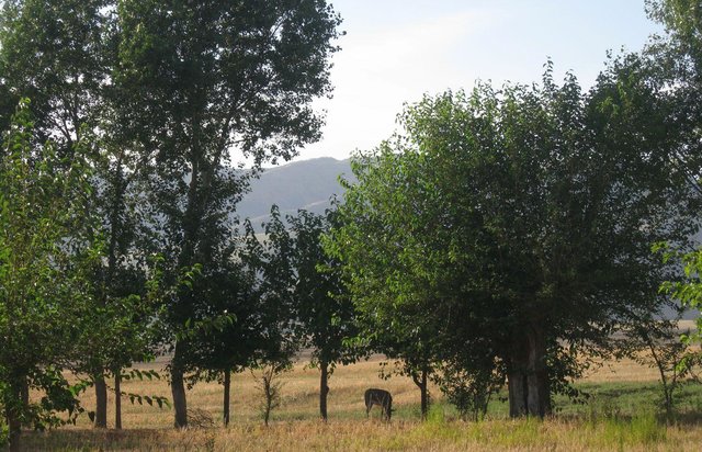 Current agroforestry: orchard with wheat intercropping