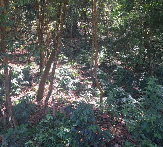Coffee cultivation between big trees in sloping fallows