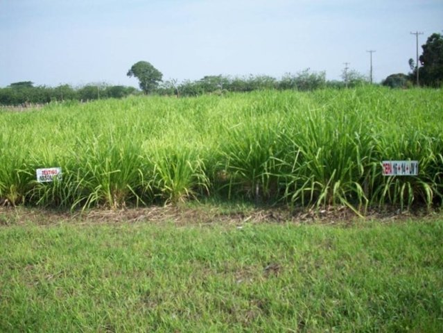 Biofertilizante Monibac®, promueve el crecimiento vegetal y sustituye la fertilización nitrogenada en el pasto guinea (Megathyrsus maximus) y algodón (Gossypium hirsitum).