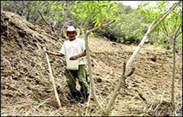 Agroforestal Quesungual