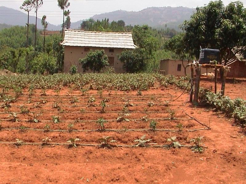 A drip system irrigating bitter gourd seedlings - seedlings are generally transplanted in February-March when water availability is low
