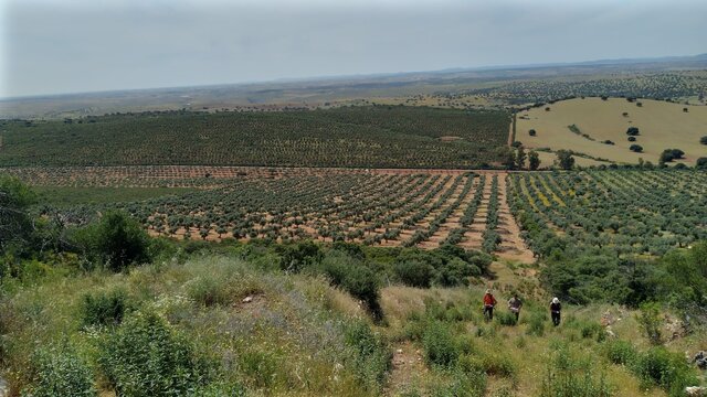 Reforestation of degraded agricultural land.