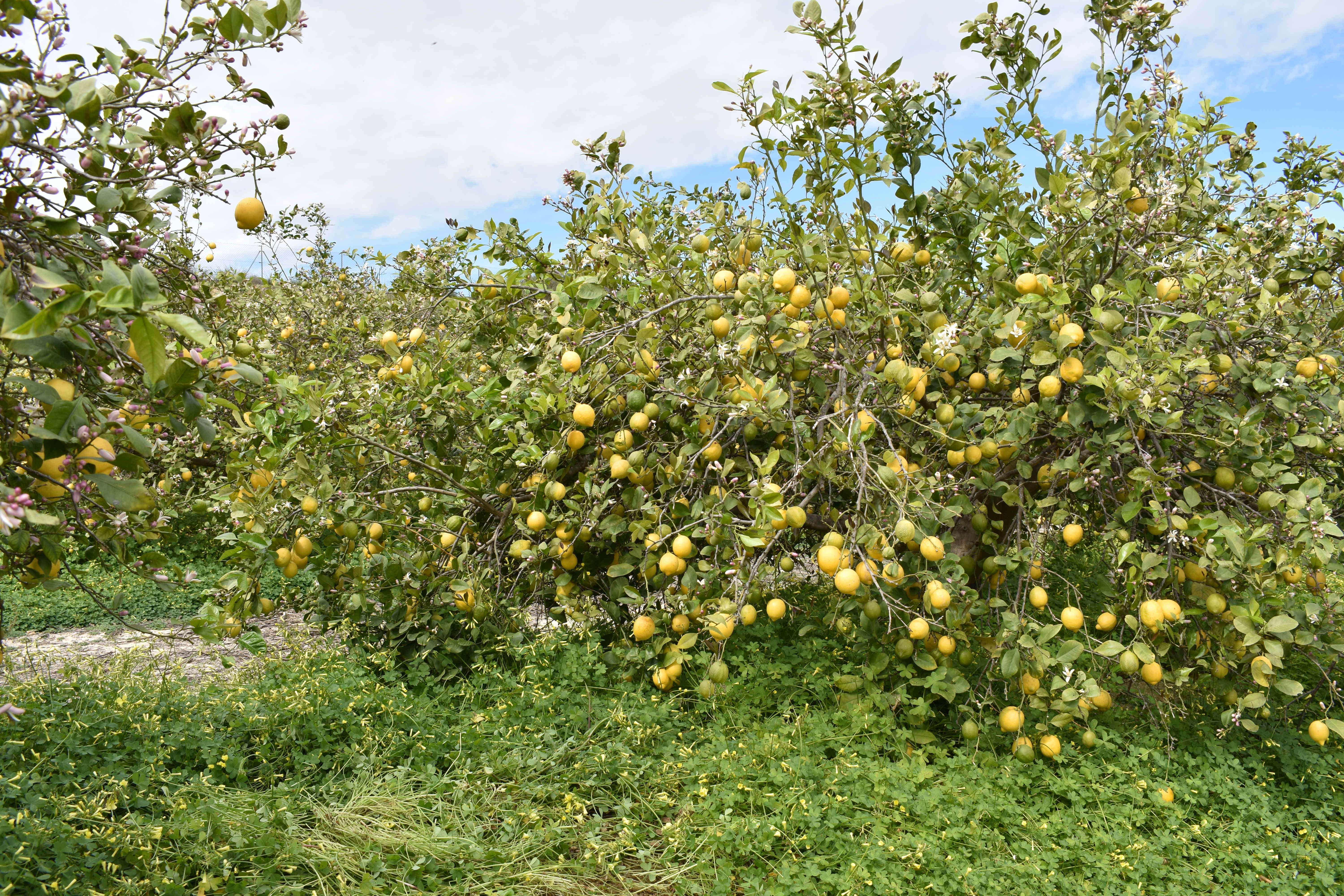 Lemon trees orchard in sustainable farming in southern Spain