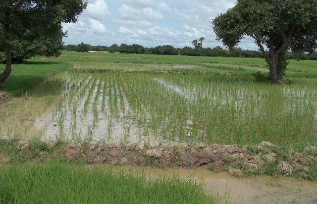 Developing lands adjacent to small-scale irrigation schemes