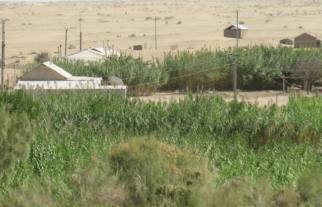 Growing Arundo reeds (Arundo donax L.) to create buffer zones around households (CACILM)