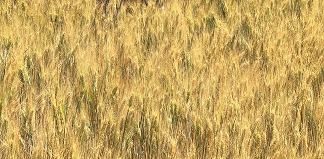 Drought tolerant durum wheat variety: Jawahir